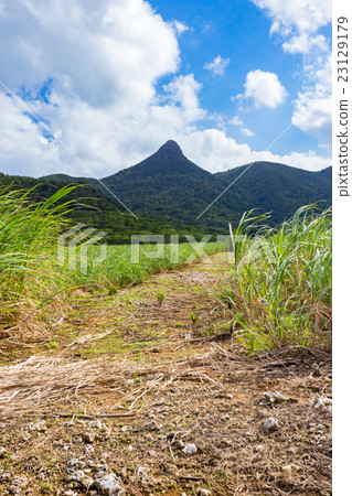 Ishigaki-jima Nozomu Marpe 23129179