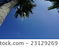 棕櫚樹和藍天 23129269