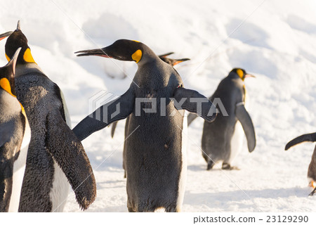 King Penguin walk King Penguin walk 23129290