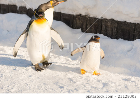 King Penguin walk King Penguin walk 23129302