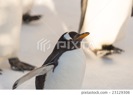 King Penguin walk King Penguin walk 23129306