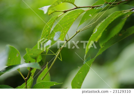 Nanafushidoki Green Nanafushidoki Green 23129310