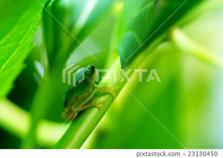 Kyoto Tanzhou Kanonji Tree Frog 23130450