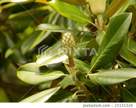 Fruit of Taisanboku (collective fruit) Fruit of Taisanboku (collective fruit) 23131326