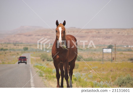 動物：Ma 001 @ State Road 162 @ USA> UTAH> Aneth→Montezuma Creek 23131601