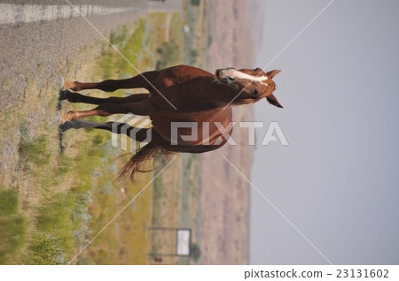 動物：馬002 @國道162號@美國> UTAH> Aneth→Montezuma Creek 23131602