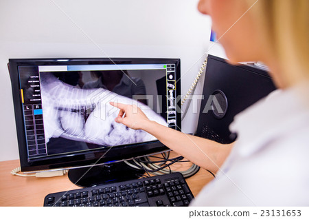 Female Veterinary Surgeon Examining X Ray of a dog Female Veterinary Surgeon Examining X Ray of a dog 23131653