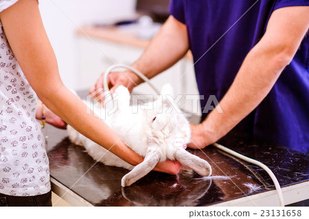 Rabbit having ultrasound scan in Veterinary clinic Rabbit having ultrasound scan in Veterinary clinic 23131658