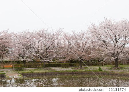 春天的景色 春天的景色 23131774