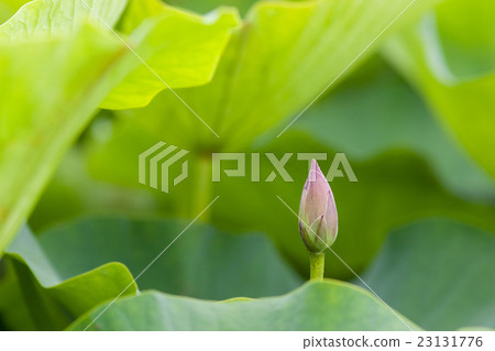 蓮花的芽 蓮花的芽 23131776