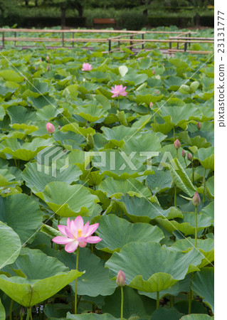 一朵蓮花 23131777