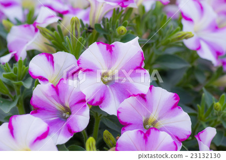Petunia·Horie 23132130