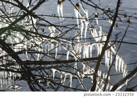 A lot of icicles at a lake 23132350