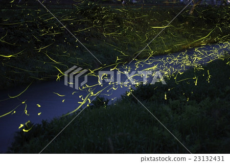 Mazda's Firefly Ranbu Mazda's Firefly Ranbu 23132431