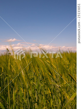 rye field rye field 23133851
