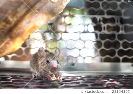 Rat in Cage Trap Selective Focus Blurry Background 23134305