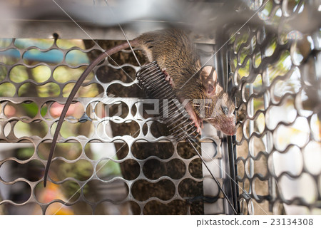 Rat in Cage Trap Selective Focus Blurry Background Rat in Cage Trap Selective Focus Blurry Background 23134308
