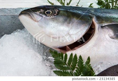 Fresh ocean fish 23134385