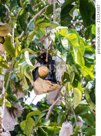 Fresh ripe santol 23134387