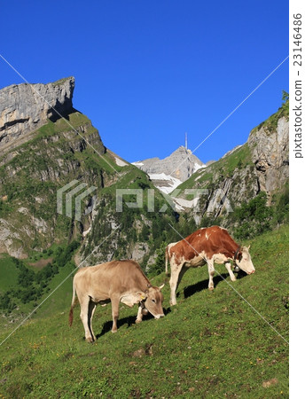 Grazing cows below Mt Santis 23146486