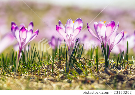 blooming violet crocuses in Tatra Mountains blooming violet crocuses in Tatra Mountains 23153292