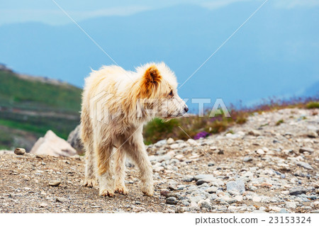 Dog guard the sheep on the mountain pasture 23153324