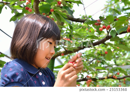Girls enjoying cherry hunting Girls enjoying cherry hunting 23153368