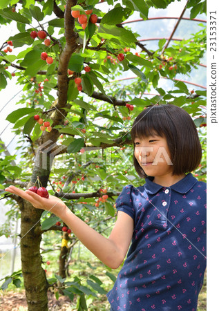 Girls enjoying cherry hunting 23153371