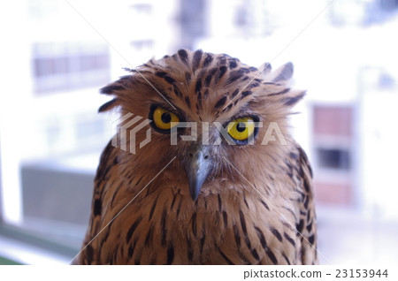 A popular species among the owls (owls) that have been attracting attention as pets for raptors in recent years 23153944