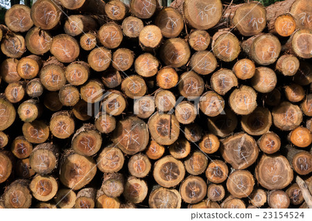 木紋 木紋 23154524