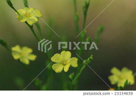 天然植物Kibananomatsuba胡蘿蔔，第一印像是黃花亞麻。是的，似乎它是Amata家族 23154639