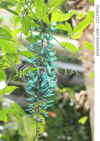 Flower of jade Flower of jade 23154652