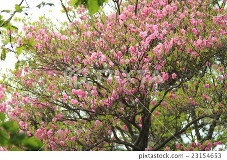 Akebono azalea's flower Akebono azalea's flower 23154653