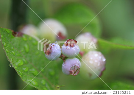 Fruitful blueberry fruit, soon to eat 23155231