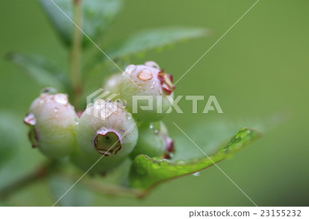 Fruitful blueberry fruit, soon to eat 23155232