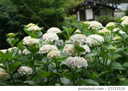White flowering blooming scenery 23155518