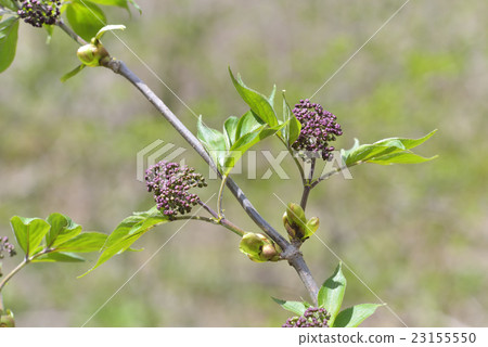 接骨木 接骨木 23155550