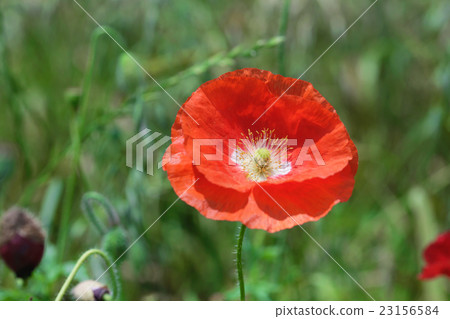 Poppy Flower 1 Poppy Flower 1 23156584