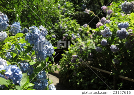鎌倉Akitsukinin的繡球花 23157616