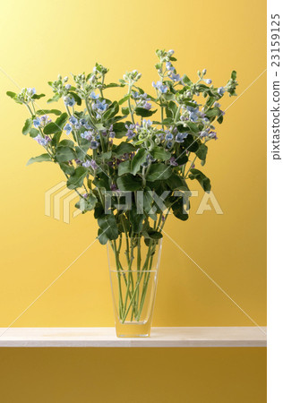 Yellow background and Brewster 23159125