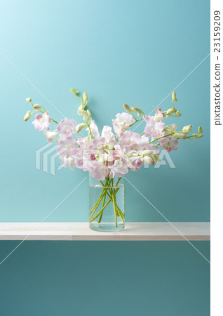 Denfare on a blue background and pink 23159209