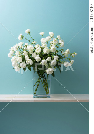 A blue background and a white rose 23159210