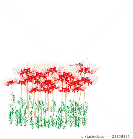 Cluster amaryllis Cluster amaryllis 23159355