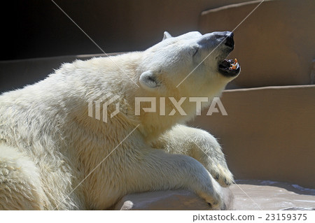 Polar bears Polar bears 23159375