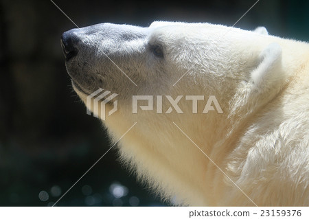 Polar bears Polar bears 23159376