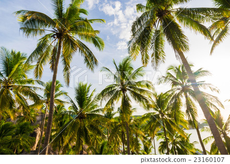 Palm trees against blue sky background. 23160107