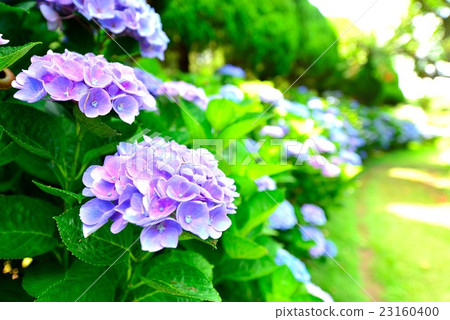 Hydrangea scenery 23160400