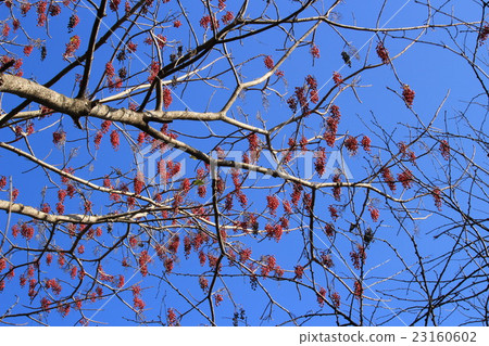 Yellow fruit Yellow fruit 23160602
