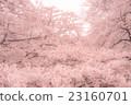 Cherry Blossoms	 23160701