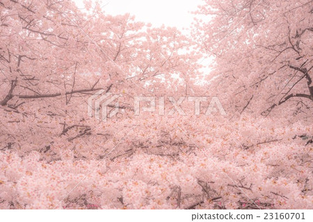 Cherry Blossoms Cherry Blossoms 23160701